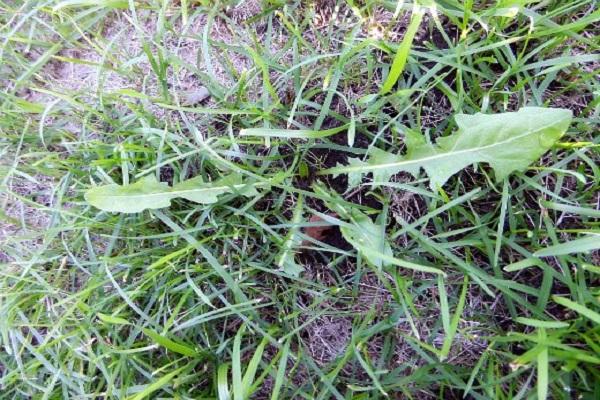 weeds grow