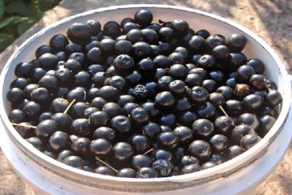 cherry berries