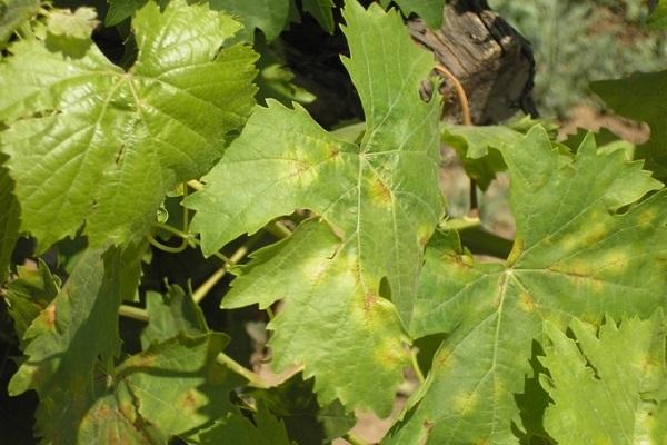 leaf disease