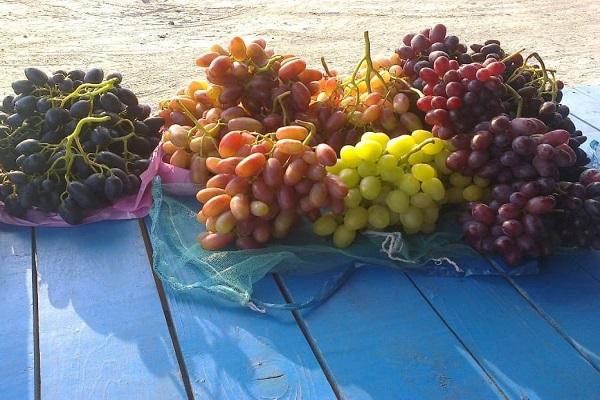 uvas são diferentes