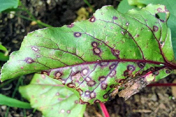 Cercospora auf Blättern