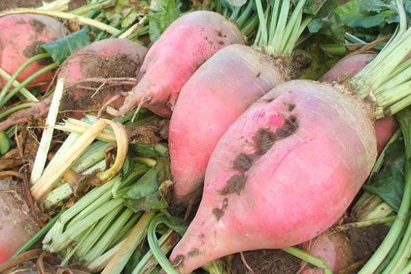 củ cải đường
