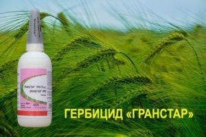 Instructions for the use of herbicide Granstar and consumption rate
