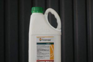 Instructions for the use of the herbicide Gezagard, composition and form of release