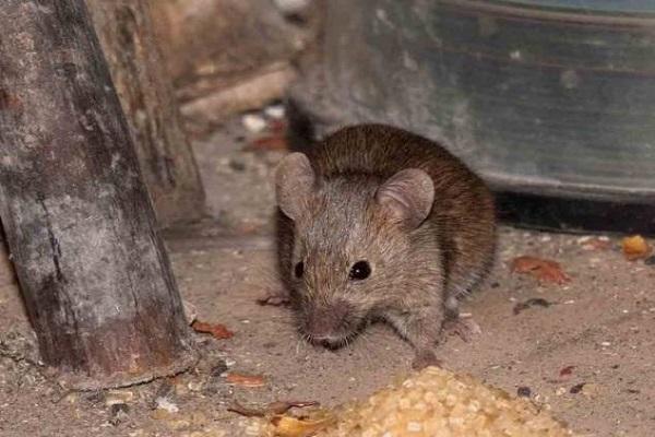 rato no galinheiro