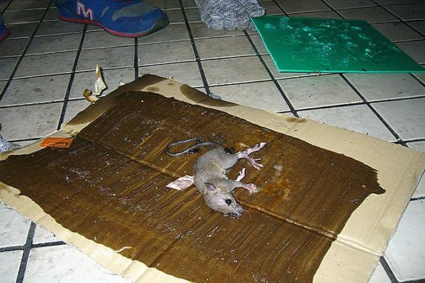a armadilha funciona