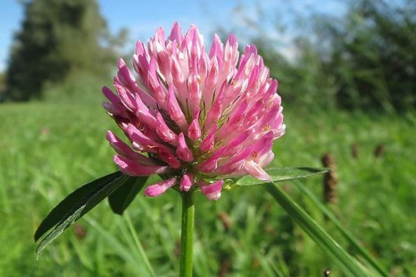 blooming clover