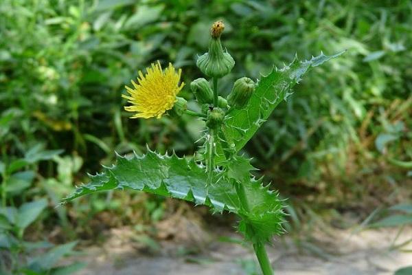 flor amarilla