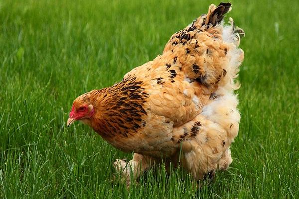 caminhada de aves