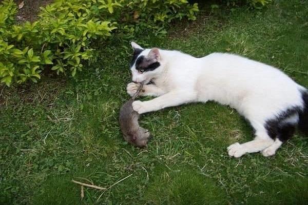 katt lögner