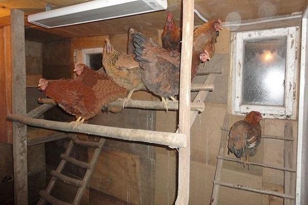 κάθισε στο κοτέτσι