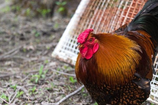 adult rooster