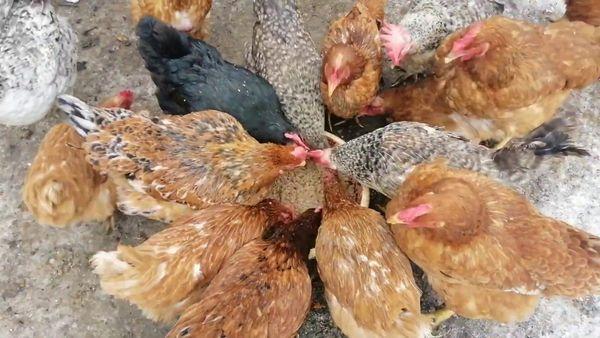 feeding chickens