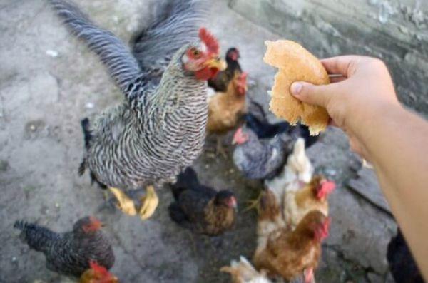 bread feeding