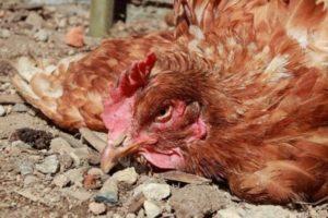 Síntomas y tratamiento de la pasteurelosis en pollos domésticos.