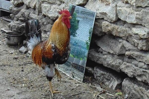 stojaki na lustro