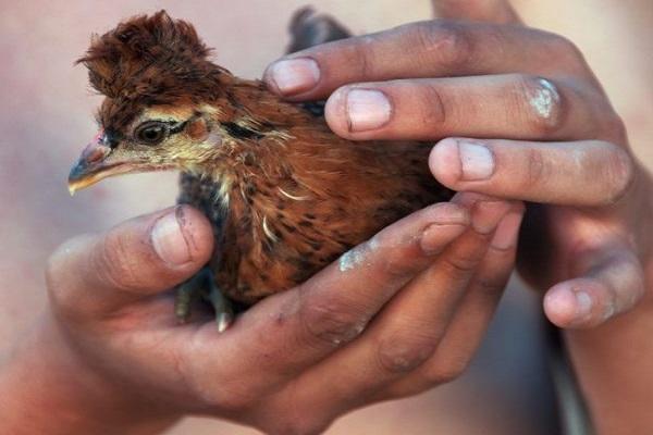 pollo purosangue
