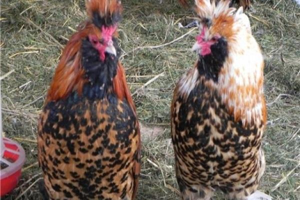 animali domestici piumati