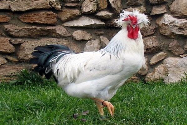 gallo bianco