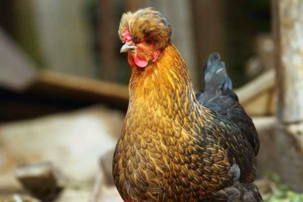 gallina purosangue