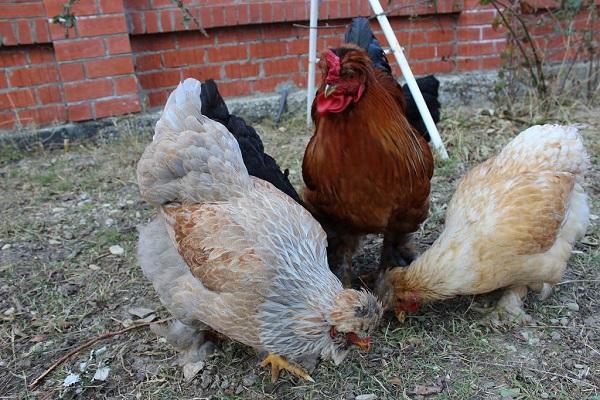 alimentazione degli uccelli
