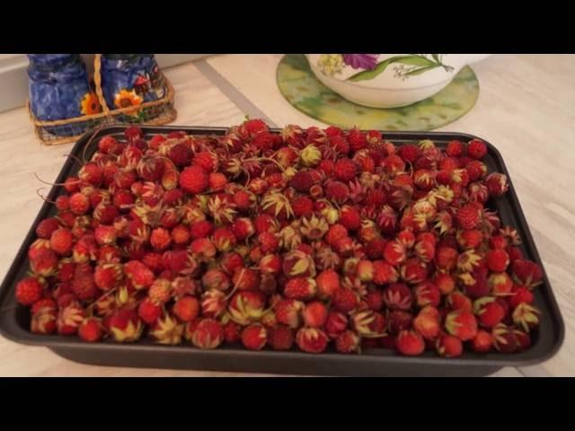 récolte des fraises