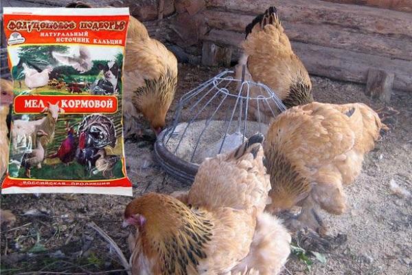 птици при хранилката