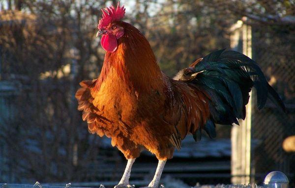 κόκκινο κόκορα