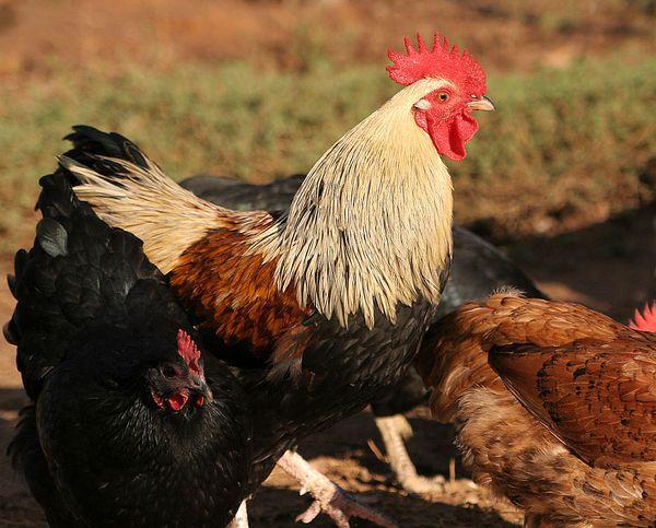 κόκορας για ωοτόκες όρνιθες