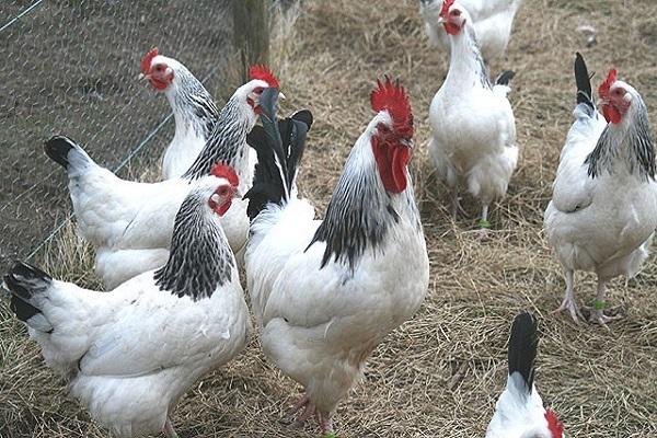 chickens sussex
