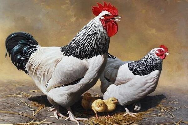 cock and hen