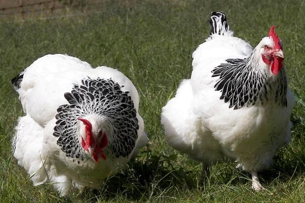 large birds