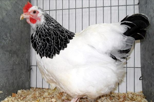 Sussex breed