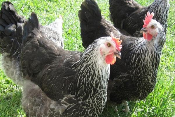 animal molt