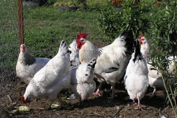 bird nutrition