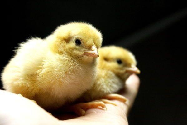 small babies