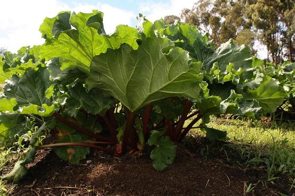 planta no jardim