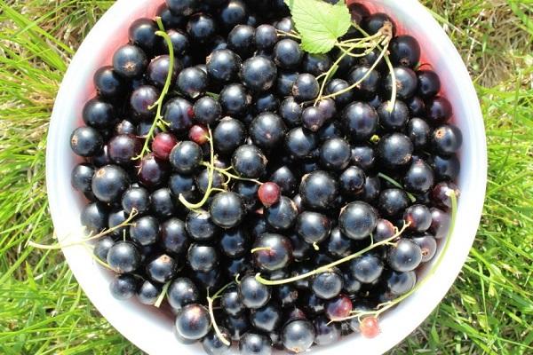 Brombeere
