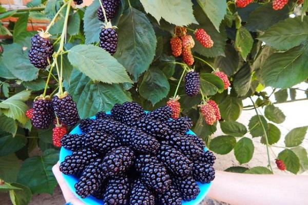 jemalina Beeren