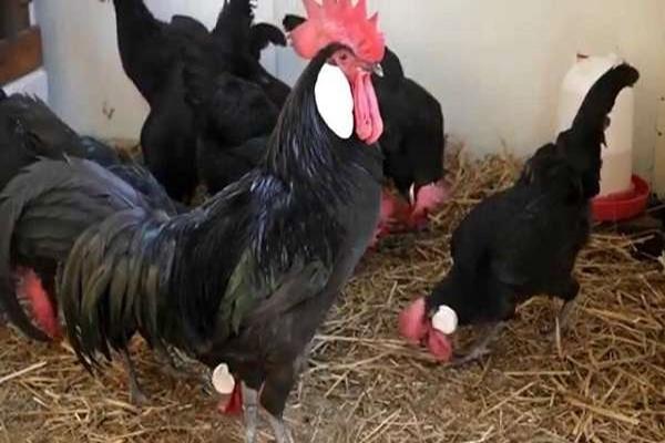 Minorka tavuk ırkı