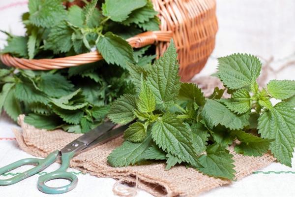 nettle