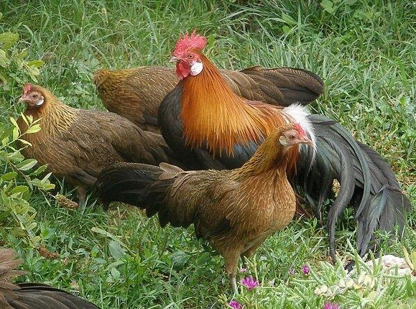 phoenix breed of chickens