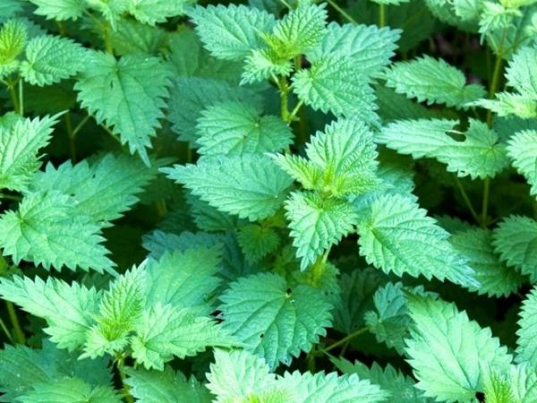 nettle