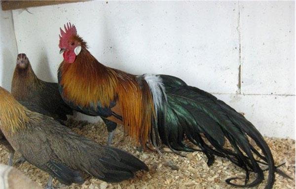 phoenix breed of chickens