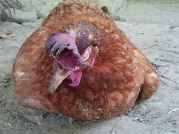 Salmonellosis