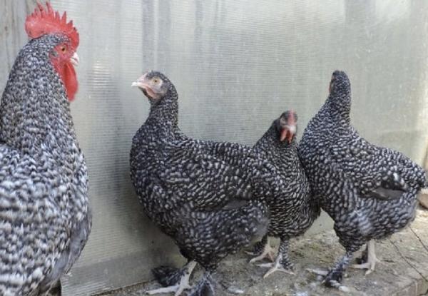pollo di razza Mechelen cuculo