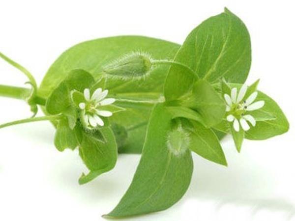 Употреба лимете у кувању