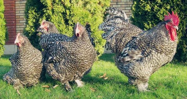 pollo di razza Mechelen cuculo