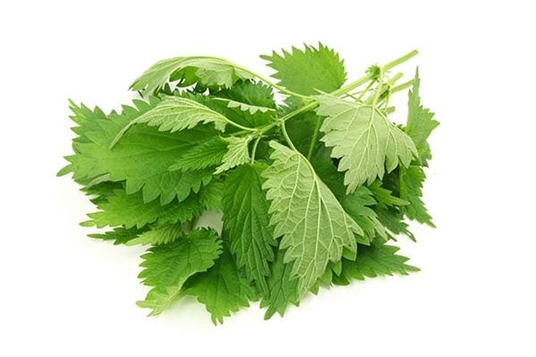 Nettle with uterine fibroids