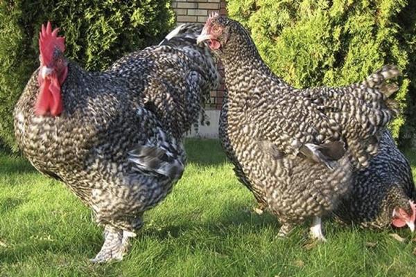 pollo di razza Mechelen cuculo